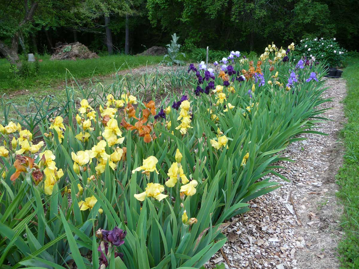 Tall bearded Iris collection (cutting garden)