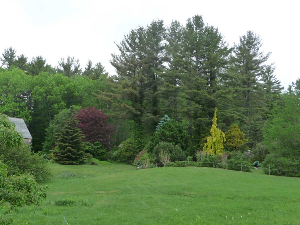 Conifers and Fagus looking northeast
