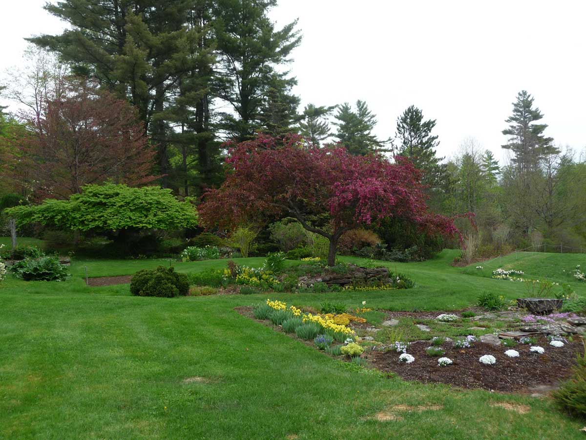 Fagus, Malus, and old foundation garden looking east